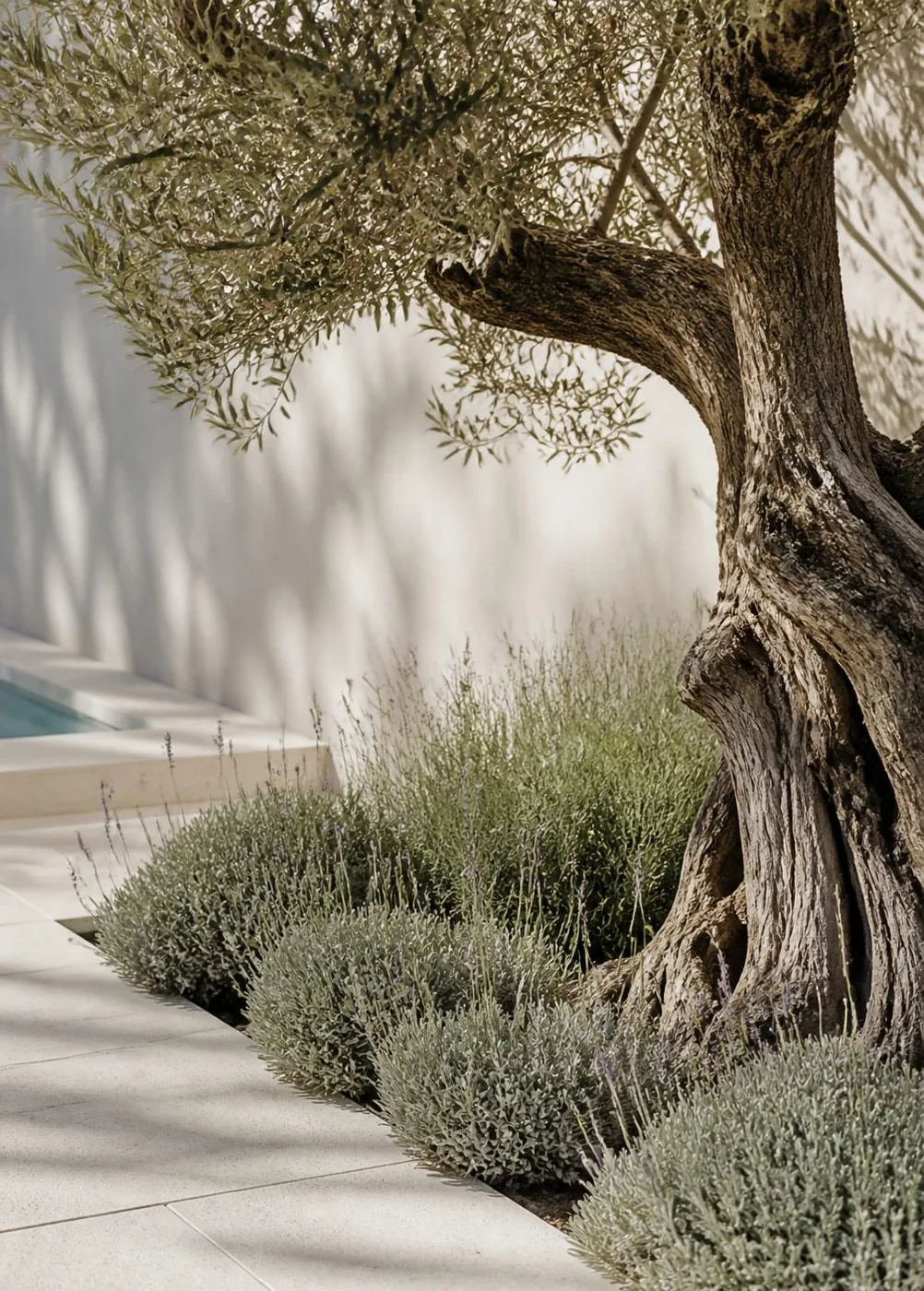 Olivo centenario junto a un muro encalado y plantación de lavanda en un jardín mediterráneo